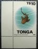 Rekin - Tonga czysty