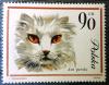 Koty bd B1 czerwona plamka na lewym oku kota perskiego czysty