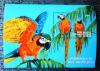 Papugi - Kongo czysty