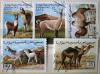 Lamy, wielbłądy - Sahara kasowane