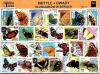 Motyle, owady - 50 znaczków w seriach.